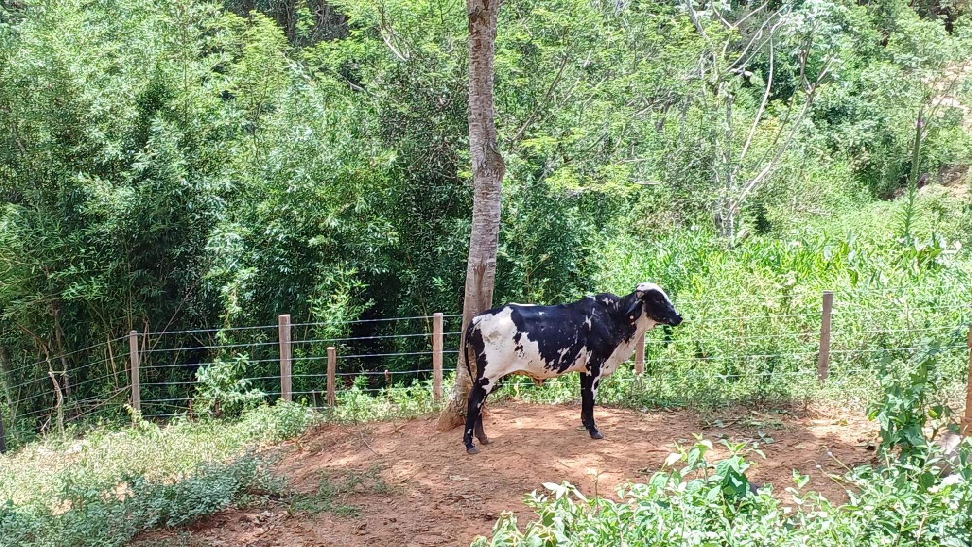 הוילה Paraíba do Sul Sitio Reis Membeca מראה חיצוני תמונה